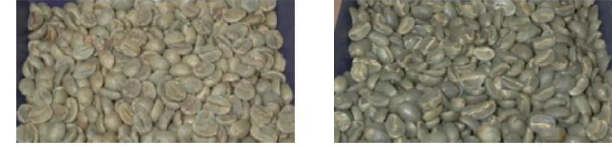 Figura 9 - Grãos de café do Brasil (à esquerda). Grãos de café do Hawai (à direita).  