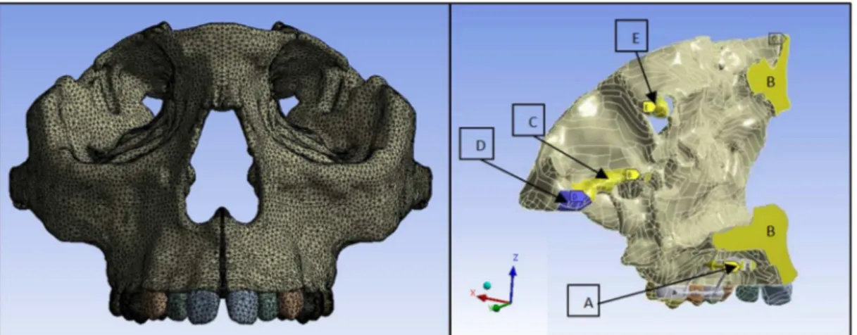 Figure 3. Finite element model with mesh (left) and the boundary conditions applied in the model (right)