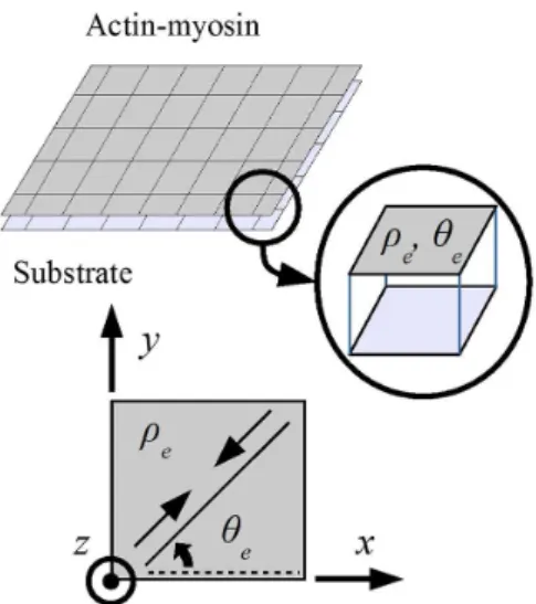 Figure 1. Domains of actin-myosin and substrate. Actomyosin  element, rigidly linked to the substrate, and its variables  (density ρ e  and angle of contraction θ e ).