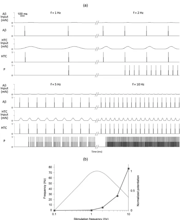 Figure 6. Frequency-dependent potentiation. (a) The iring frequency of the lamina I projection-Neuroid (P-Neuroid) increases vigorously  (5 th  panel) with the stimulation frequency, which resembles a potentiation that may be assumed as wind-up