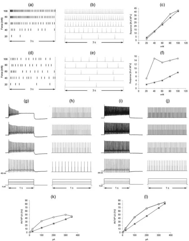 Figure 2. Neuroids representing primary afferents and dorsal horn (DH) neurons are compared with experimental data