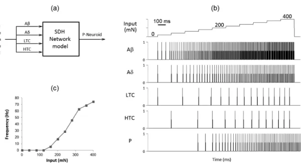 Figure 4 illustrates how regionally speciic reduction  of the inhibitory tone evokes different responses on  the P-Neuroid to sustained stimulation