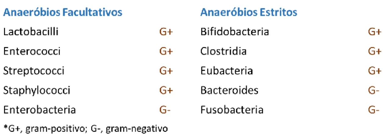 Figura 9: Bactérias mais importantes do trato intestinal humano. (Adaptado de Penders  et al., 2007) 