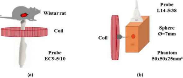 Figure 3. Illustration of (a) the in vivo experiment, which used a magnetizing coil around the micro convex probe; and (b) the phantom  experiment, which used an external magnetizing coil to generate magnetically induced shear wave.