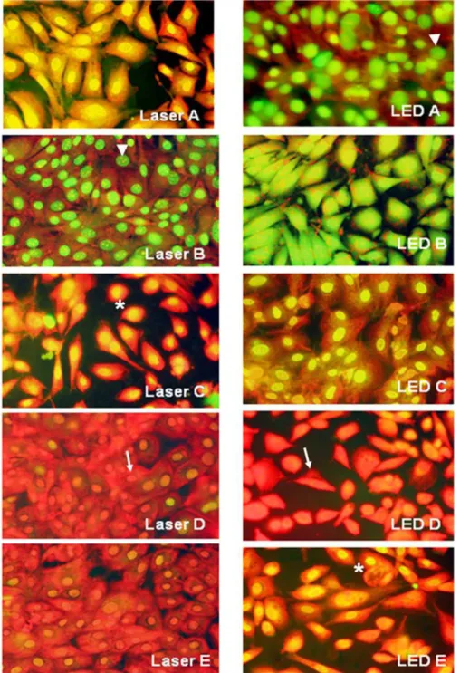 Figure 3. Analysis of cellular morphology 24 hours after irradiation with different energy densities