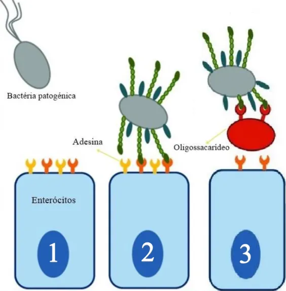 Figura 8:- Mecanismo de ação do bloqueio da adesão bacteriana à parede intestinal. Etapas 1-2: processo  normal de ligação da bactéria patogénica à célula epitelial; 3- ao adicionar prebióticos à alimentação vai  deixar de ocorrer a ligação da bactéria pat