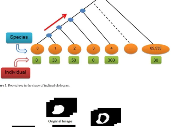 Figure 3. Rooted tree in the shape of inclined cladogram.
