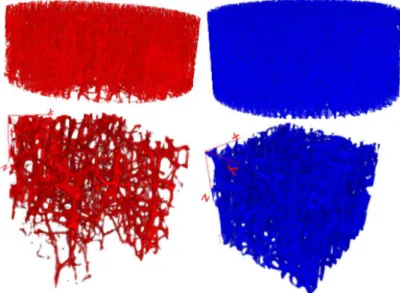 Figure 1. 3D visualization of two μCT distal radius and vertebra trabecular bone samples.