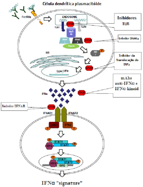 Figura 1 -  Via do IFNα e possíveis locais de acção farmacológicos (imagem adaptada de Kirou et al