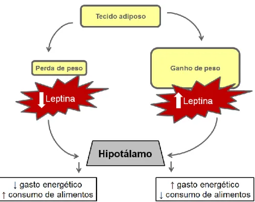 Figura  2:  Ilustração  dos  efeitos  hipotalâmicos  associados  à  leptina  (adaptado  de  RICCI &amp; BEVILACQUA, 2012)