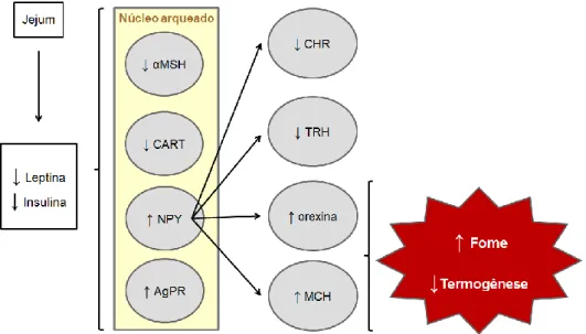 Figura  3:  Ilustração  sobre  os  efeitos  da  leptina  e  insulina  sobre  os  mecanismos  hipotalâmicos  de  fome  e  saciedade  em  situações  de  jejum  alimentar  (adaptado  de  Velloso,  2006)