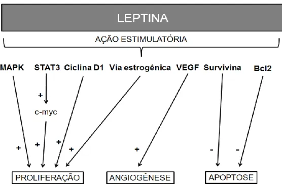 Figura  6:  Vias  de  sinalização  estimulada  pela  leptina  em  células  tumorais  mamárias