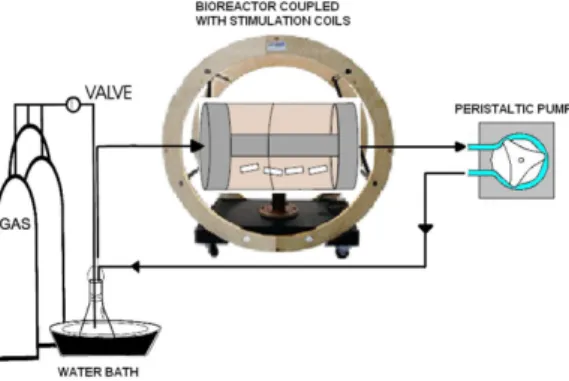 Figure 3. Schematic set-up of the different components making up  the experimental system, including medium reservoir, stimulation  coils, bioreactor, peristaltic pump, and gas containers.