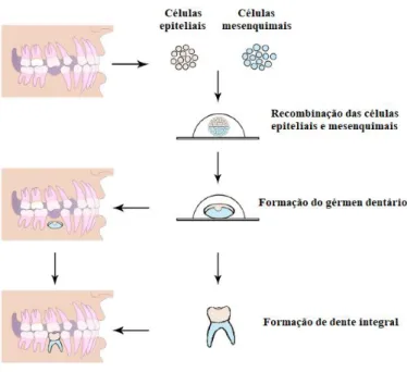 Figura 1 - Regeneração dentária:  