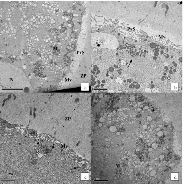 Fig. 5. Ultra-estrutura de CCOs bovinos cultivados em MIV-B por 24h (B24). 