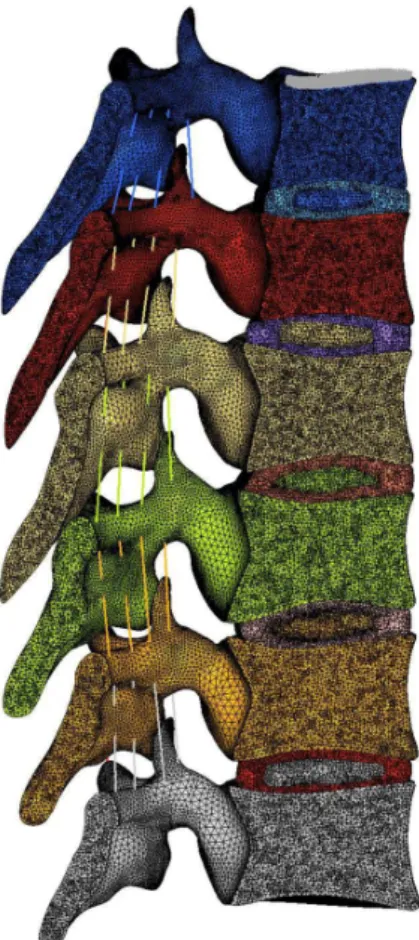 Figure 6. Volumetric mesh in longitudinal section of the thoracic  segment (T5-T10).