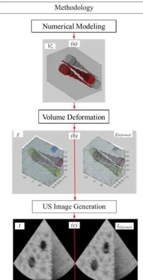 Figure 1. Methodology sequence to obtain the numerically simulated  ultrasound images