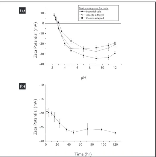 Figure 1  Zeta potential of cells  (a) before and (b) after adaptation  as a function of the culture time.