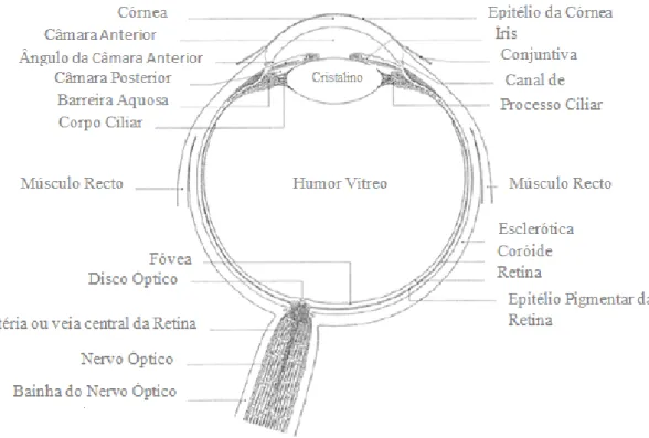 Figura 1 - Estrutura do globo ocular (adaptado de Kuno e Fujii, 2011).