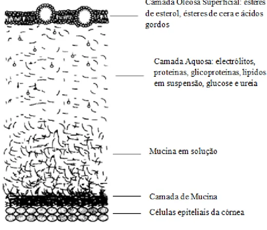 Figura  3  -  Estrutura  do  filme  lacrimal  pré-corneal  (adaptado  de  Baeyens  e  Gurny,  1997).