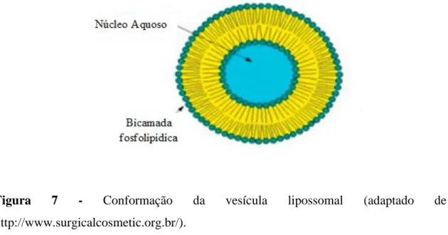 Figura  7  -  Conformação  da  vesícula  lipossomal  (adaptado  de  http://www.surgicalcosmetic.org.br/).
