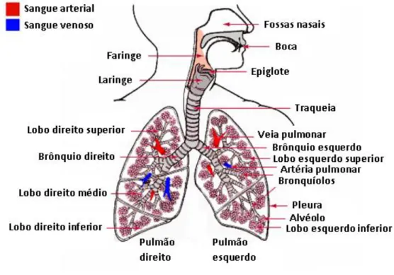 Figura 4 – Diferentes regiões do sistema respiratório humano (adaptada de Karhale et al., 2012)