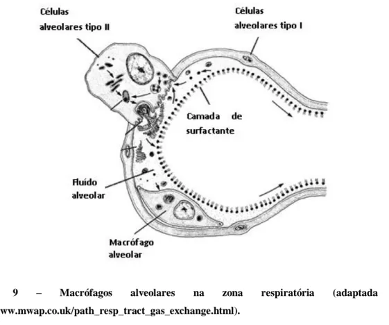 Figura  9  –  Macrófagos  alveolares  na  zona  respiratória  (adaptada  de  http://www.mwap.co.uk/path_resp_tract_gas_exchange.html)