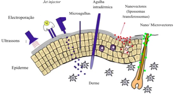 Figura  6  –  Representação  esquemática  de  vários  processos  físicos  e  sistemas,  desenvolvidos para a imunização transcutânea (adaptada de Bal et al, 2010b)