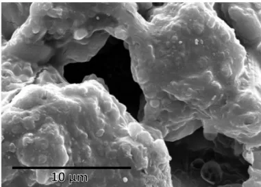 Figura  3.3.  Fotomicrografia  obtida  por  microscopia  eletrônica  de  varredura  da  secção  transversal  de  um  comprimido orodispersível