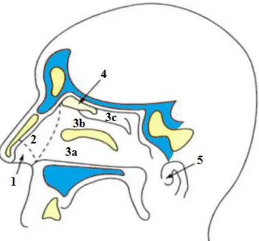 Figura  1  –  Corte  sagital  da  cavidade  nasal:  1-vestíbulo;  2-  Átrio;  3a-  Corneto  inferior;  3b-Corneto  médio;  3c-  Corneto  inferior;  4-  Região  olfativa;  5-  Nasofaringe (adaptada de Ugwoke et al., 2005)