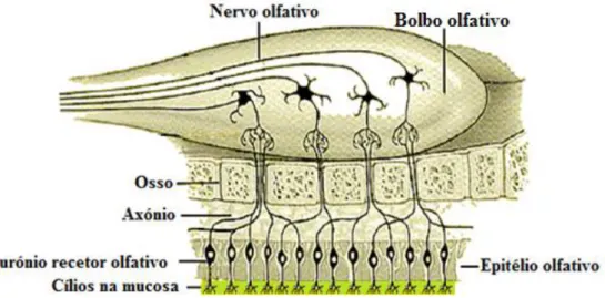 Figura  3  –  Neurónio  olfativo  (adaptada  de  http://www.afh.bio.br/sentidos/ 
