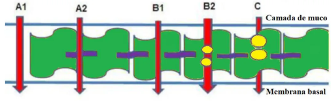 Figura 4 – Esquema com a passagem das moléculas de fármaco através do epitélio  (A1-Espaço  intercelular;  A2-Junções  apertadas;  B1-Difusão  passiva;   B2-Transporte ativo; C-Transcitose) (adaptada de Kushwaha et al., 2011)