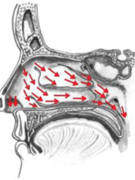 Figura  5 -  Corte sagital da cavidade nasal que representa o movimento dos cílios  arrastando o muco em direção à nasofaringe (adaptado de Gizurarso, 2015)