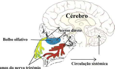 Figura 6 – Vias de acesso ao SNC através da via nasal (adaptada de Kozlovskaya et  al., 2014) 