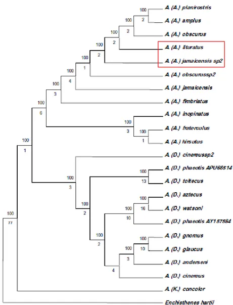 Figura 5.  Árvore consenso  de  máxima parcimônia para as relações  filogenéticas  do  gênero  Artibeus  (Chiroptera,  Phyllostomidae,  Stenodermatinae)  baseada  em  caracteres  moleculares