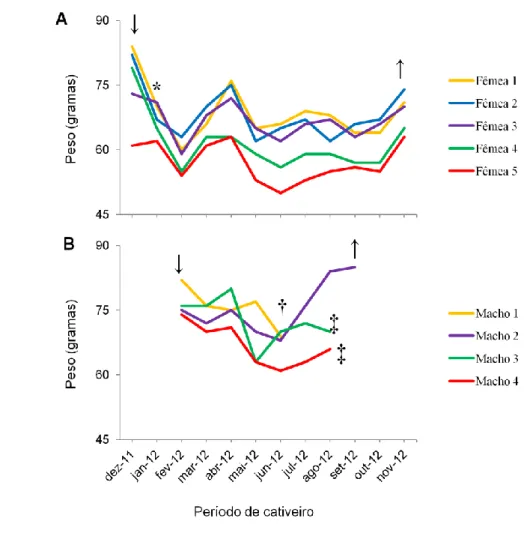 Figura  9.  Peso  (gramas)  dos  sujeitos  experimentais  da  espécie  Artibeus  lituratus,  fêmeas  (A)  e  machos  (B),  durante  o  período  de  cativeiro,  compreendido  entre  dezembro  de  2011  e  novembro  de  2012