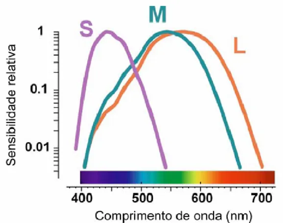 Figura 1: Sensibilidades espectrais relativas dos cones sensíveis a comprimentos de onda curto (S),  médio (M), e longo (L) em função do comprimento de onda