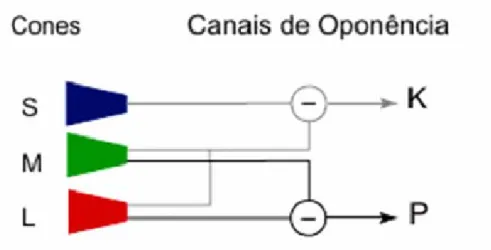 Figura 2: Desenho esquemático do mecanismo de oponência dos canais P e K (modificado de Surridge et  al., 2003)