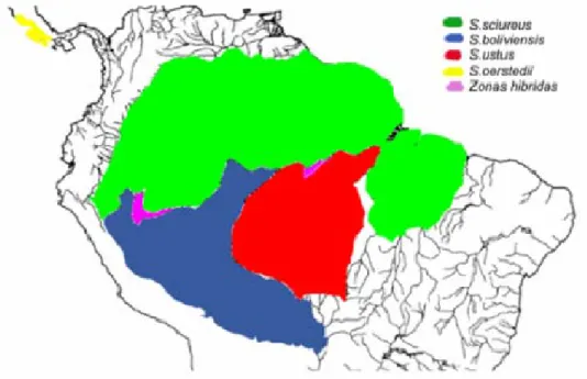 Figura 5: Distribuição geográfica das espécies de Saimiri. Modificado de Boinski  &amp; Cropp, (1999)