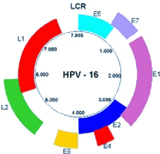 Figura  1:  Estrutura  gênica  do  HPV.  O  genoma  é  composto  por  três  partes: região inicial E, região tardia L e região de controle longa LCR