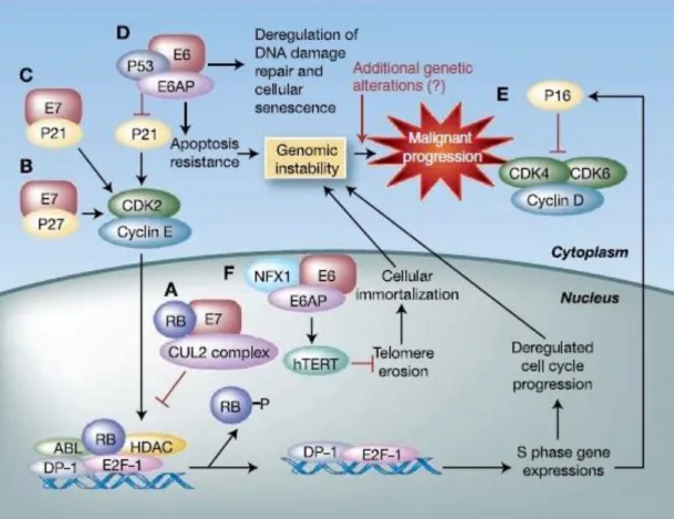 Figura 2: Diagrama da transformação maligna nos queratinócitos causada pelas oncoproteínas  E6  e  E7  do  HPV