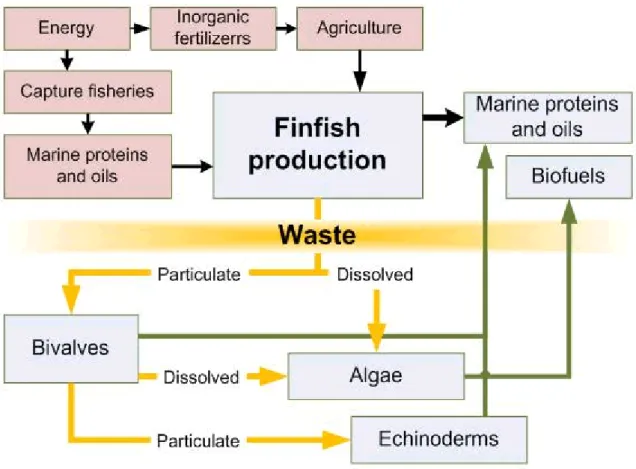 Figure 1.1. Conceptual model of IMTA system (image from http://www.idreem).Yellow arrow  indicate the nutrients cycle, green arrows the products obtain from the extractive species and  the black arrows the cycle of products used to feed finfish