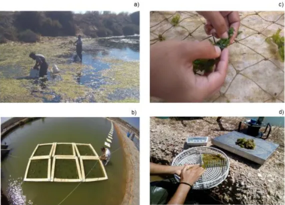 Figure 2.3. a) Collecting  Ulva sp. from discharge channel; b) the six floating rafts; c)  Ulva  being fixed with brackets; d) macroalgae draining and weighing