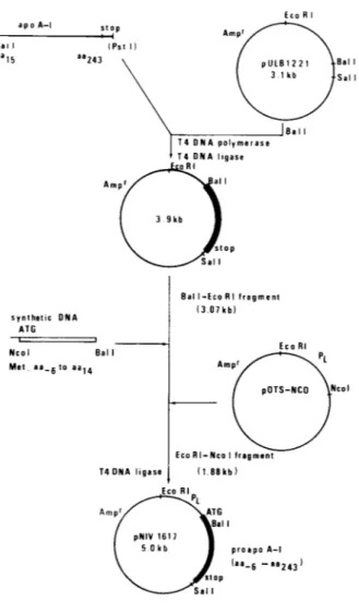 FIG. 1. Construction of plasmid pNIV1617. A 744-bp