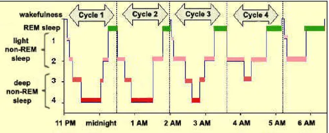 Figura 1 - Hipnograma de sono observando-se arquitetura normal.  