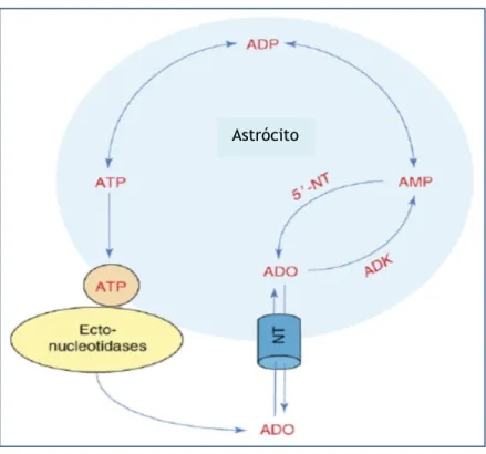 Figura 12. O ciclo da adenosina. 