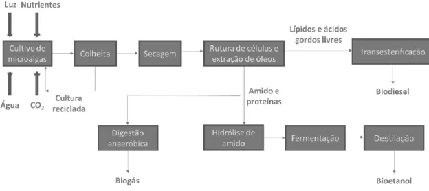 Figura 1.4 – Processo de produção de biodiesel e bioetanol a partir de microalgas. 