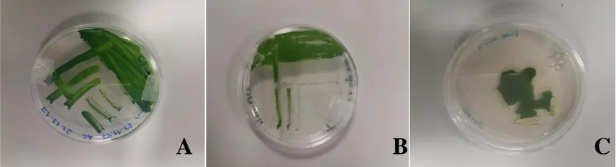 Figura  3.1  –  Culturas  de  diferentes  estirpes  de  microalgas,  em  placa  com  meio  TAP  sólido,  em  condições  de  mixotrofia