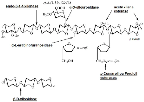 Figura 8 - Estrutura hipotética da xilana e as enzimas envolvidas em sua degradação (Collins et al., 2005) 