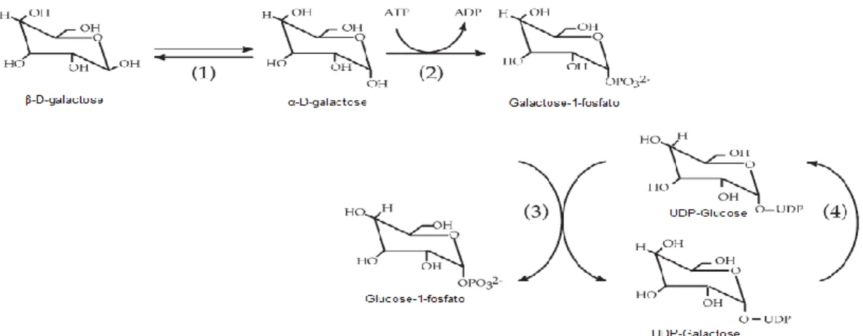 Figura 5. Representação esquemática da via de Leloir. Os enzimas responsáveis pela catálise de cada reação estão  representadas pelos números